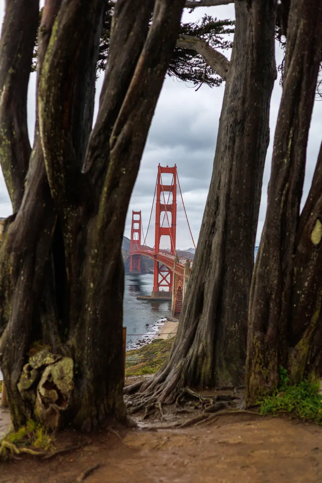 The Golden Gate Bridge framed between large tree trunks