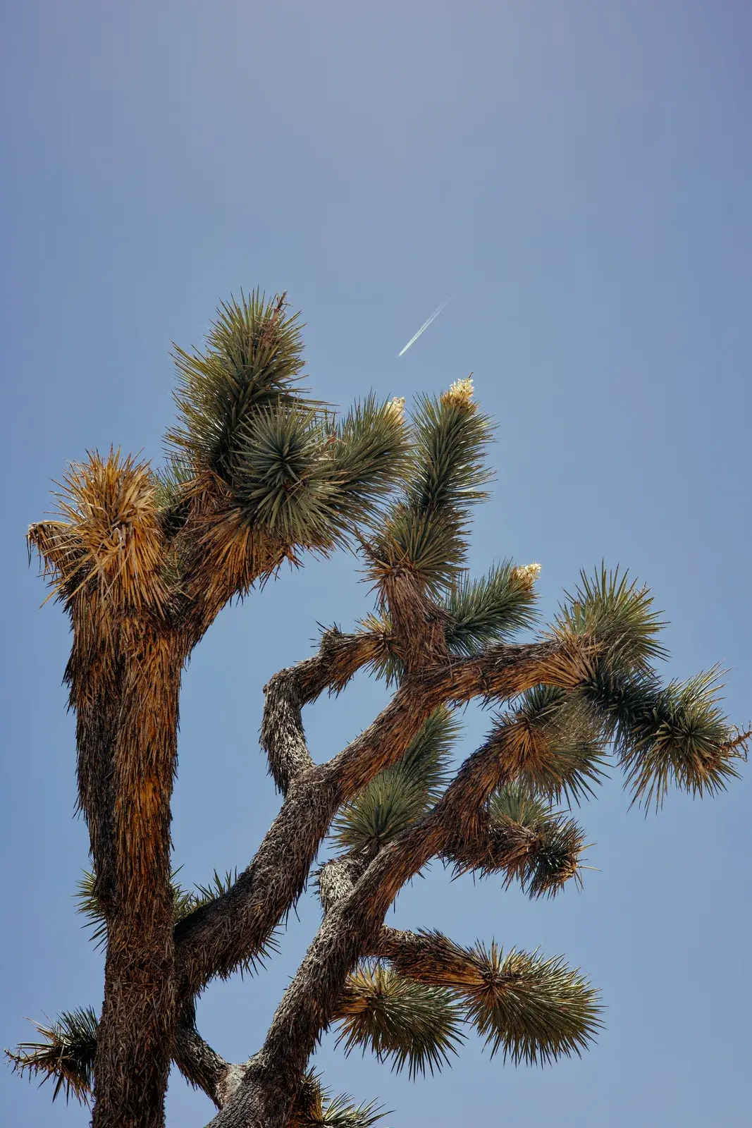 Joshua tree branches against a blue sky with a distant airplane contrail