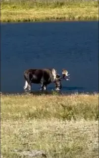 A moose grazing beside a road in Rocky Mountain National Park