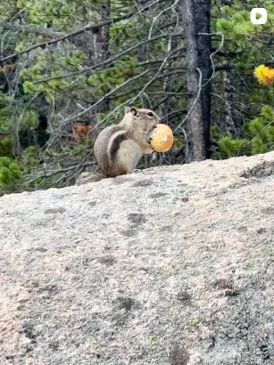 Video preview of a squirrel holding a round snack on a boulder in Rocky Mountain National Park