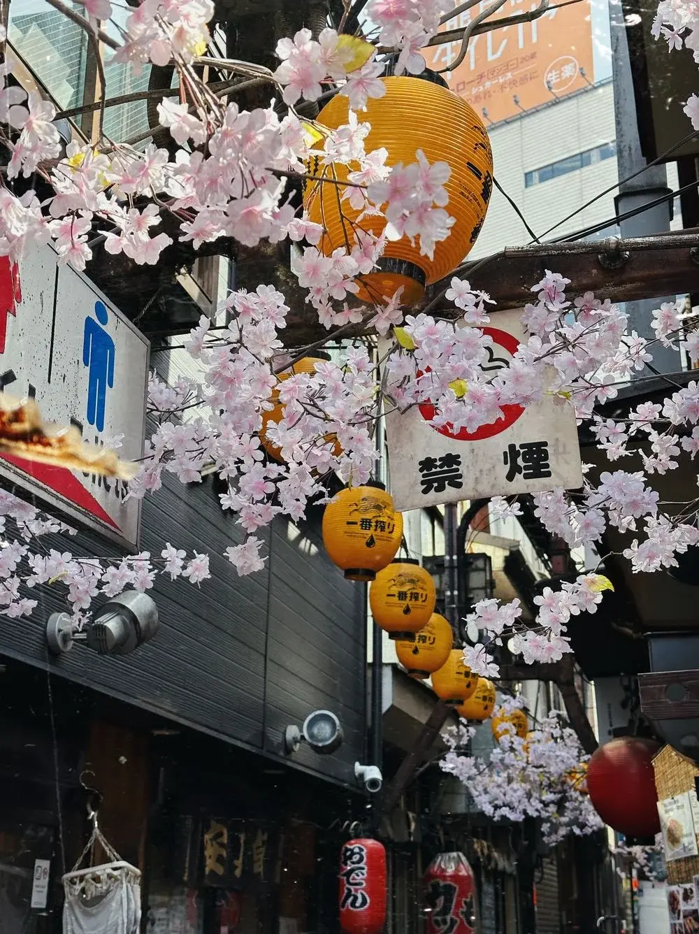 Lanterns and cherry blossoms along a Tokyo street